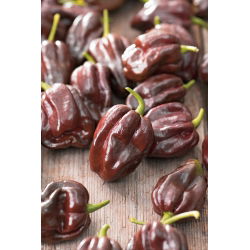 Papryka Habanero Chocolate - ostra, ciemnobrązowa
