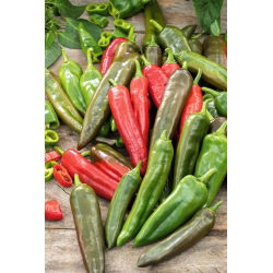 Papryka Anaheim Chili - półostra
