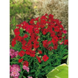 Nemezja, jawnostka czerwona - 1000 nasion