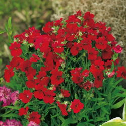 Nemezja, jawnostka czerwona - 1000 nasion