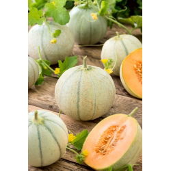 Melon cukrowy Charentais - 90 nasion