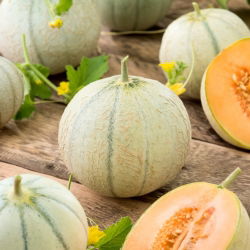 Melon cukrowy Charentais - 90 nasion