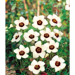 Ketmia południowa - 220 nasion