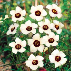 Ketmia południowa - 220 nasion