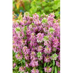 Monarda, Pysznogłówka cytrynowa - 180 nasion