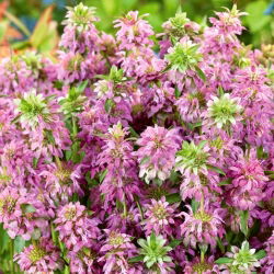 Monarda, Pysznogłówka cytrynowa - 180 nasion
