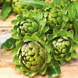 Karczoch Vert De Provence - niskokaloryczne, prozdrowotne warzywo - 20 nasion