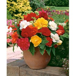 Begonia podwójna (pełna) - mix kolorów - 2 bulwy