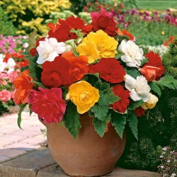 Begonia podwójna (pełna) - mix kolorów - 2 bulwy