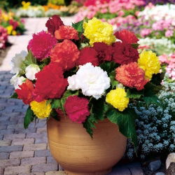 Begonia strzępiasta Fimbriata - mix kolorów - 2 bulwy