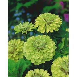 Cynia wytworna daliowa Envy - 120 nasion