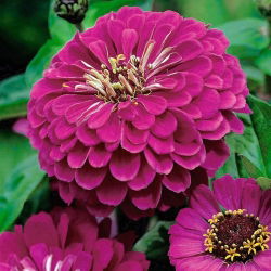 Cynia wytworna Liliput Purple Gem fioletowa