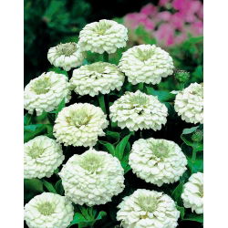Cynia wytworna Liliput White Gem biała