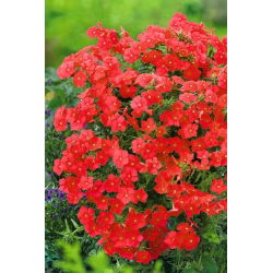 Floks Drummonda czerwony - 600 nasion