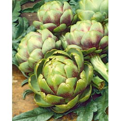 Karczoch Vert De Provence - niskokaloryczne, prozdrowotne warzywo - 20 nasion