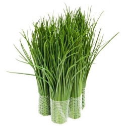 BIO Szczypiorek Medium leaf - Certyfikowane nasiona ekologiczne