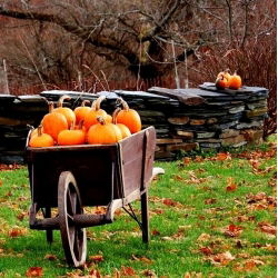 BIO Dynia zwyczajna Jack O' Lantern - Certyfikowane nasiona ekologiczne