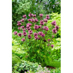Monarda, Pysznogłówka cytrynowa - 180 nasion