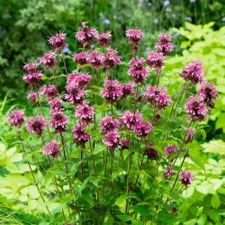 Monarda, Pysznogłówka cytrynowa - 180 nasion