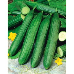 Ogórek Caruso F1 - szklarniowy, tunelowy, bardzo plenny i odporny - 35 nasion