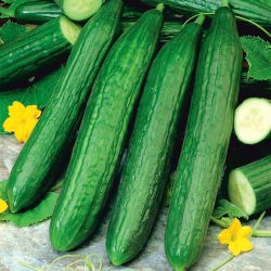 Ogórek Caruso F1 - szklarniowy, tunelowy, bardzo plenny i odporny - 35 nasion