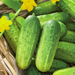 Ogórek gruntowy konserwowy Krak F1 – nasiona otoczkowane - 50 nasion