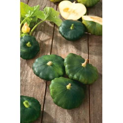 Dynia zwyczajna - Patison Okra - 75 nasion