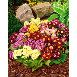 Pierwiosnek omszony - 110 nasion