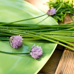 BIO Szczypiorek Medium leaf - Certyfikowane nasiona ekologiczne