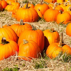 BIO Dynia zwyczajna Jack O' Lantern - Certyfikowane nasiona ekologiczne