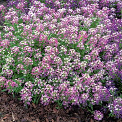 Smagliczka nadmorska - liliowofioletowa - 1750 nasion