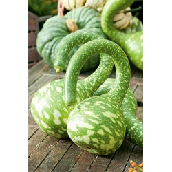 Tykwa pospolita KOBRA - 7 nasion
