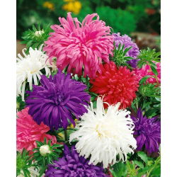 Aster chryzantemowy - 450 nasion