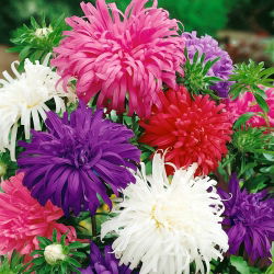 Aster chryzantemowy - 450 nasion
