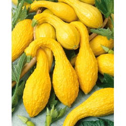 Dynia ozdobna Yellow Crookneck - 15 nasion