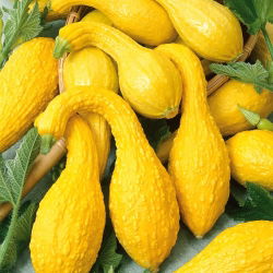 Dynia ozdobna Yellow Crookneck - 15 nasion