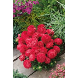Aster chiński karłowy – Milady Scarlet - 500 nasion