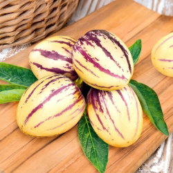 Pepino, miechunka melonowa - 10 nasion