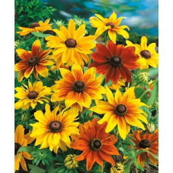 Rudbekia dwubarwna - 1500 nasion