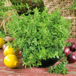 Oregano greckie - bardziej intensywne od zwykłego! - 750 nasion