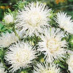 Aster chiński igiełkowy biały - 500 nasion