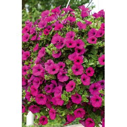 Petunia zwisająca, Surfinia purpurowofioletowa Rubina - 80 nasion