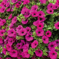 Petunia zwisająca, Surfinia purpurowofioletowa Rubina - 80 nasion