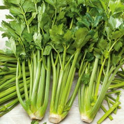 Seler naciowy Verde Pascal - liście grube, smaczne, jasnozielone - 2600 nasion