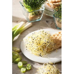 BIO Nasiona na kiełki - Szczypiorek czosnkowy - Certyfikowane nasiona ekologiczne