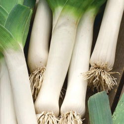 BIO Por De Carentan 2 - Certyfikowane nasiona ekologiczne