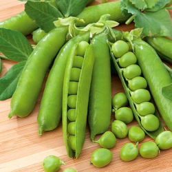 Groch Telefone Ana (Telefon) - siewny, łuskowy, bardzo późny