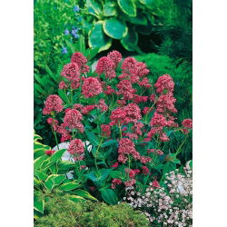 Ostrogowiec czerwony