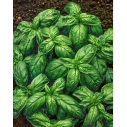 Bazylia pospolita typ Genovese - 50 g