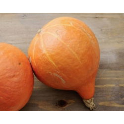 Dynia olbrzymia Uchiki Kuri (Hokkaido) - doskonała na przetwory dla dzieci - 100 g